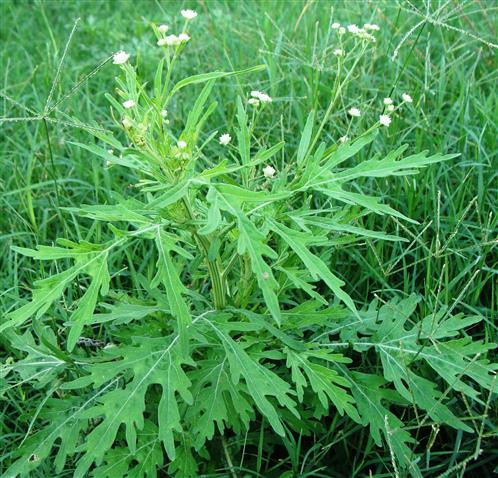 Parthenium hysterophorus